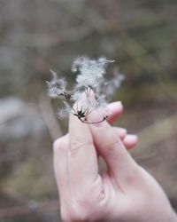 Close-up of hand holding fly