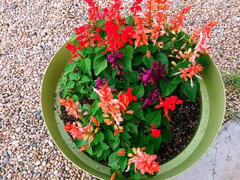 High angle view of flowers