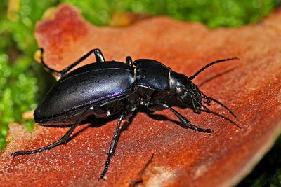 Close-up of insect