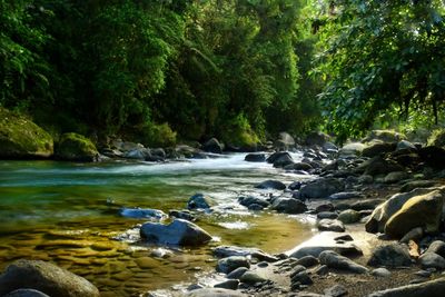 Scenic view of waterfall in forest