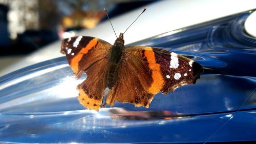 Close-up of butterfly on flower