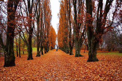 Footpath amidst trees during autumn