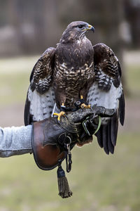 Close-up of owl perching on hand