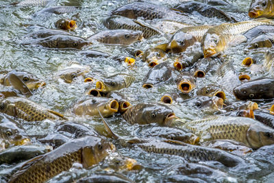 A school of carp fall over each other, as they try to get food from people on the shore