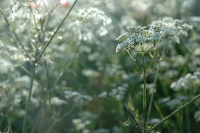 Close-up of white flowering plant on field