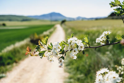 Close-up of white flowering plant on field