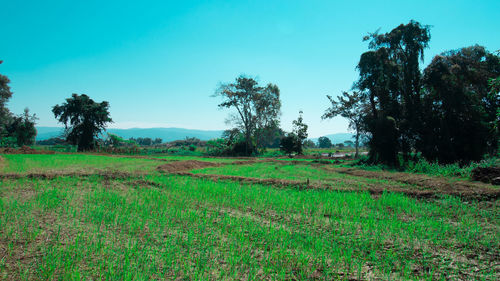 Scenic view of field against clear sky