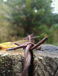 Close-up of grasshopper on rusty metal