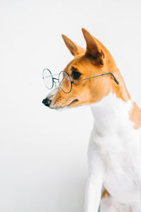 Close-up of a dog over white background