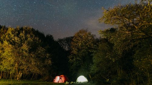 Trees in forest against sky at night