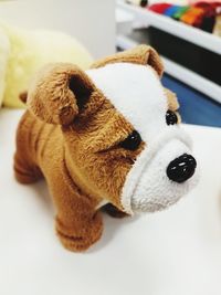 Close-up of dog toy