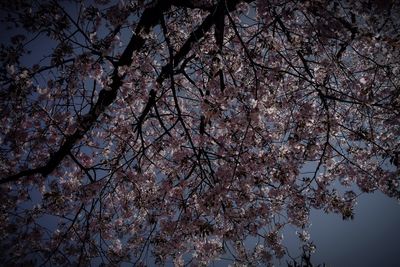 Low angle view of cherry blossom tree