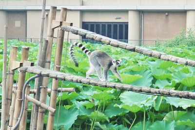 Close-up of squirrel on branch