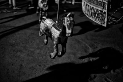 High angle view of dog hanging on street