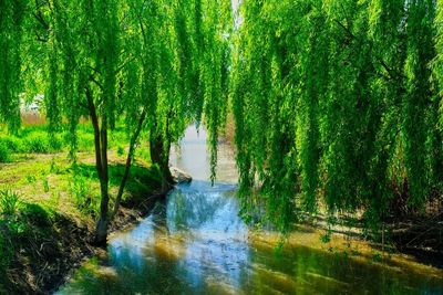 Scenic view of river amidst trees in forest