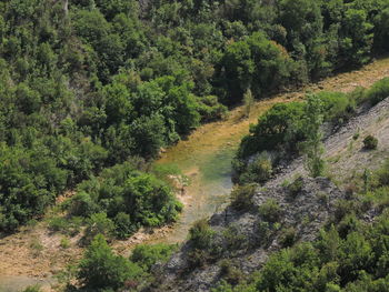 High angle view of trail amidst trees in forest