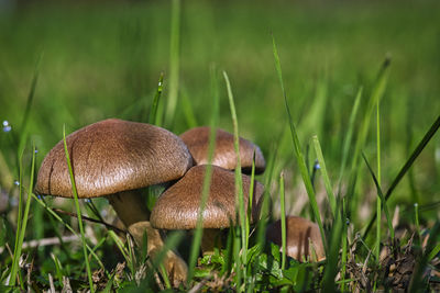 Close-up of mushroom growing in field