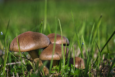 Mushrooms in nature