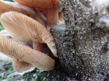 Close-up of fungus growing on tree trunk