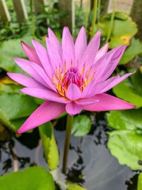 Close-up of pink water lily in lake