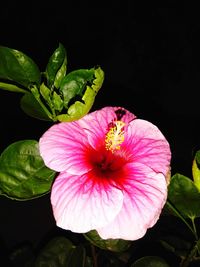 Close-up of pink flower against black background