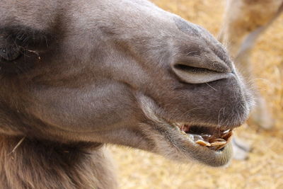 Close-up of a horse