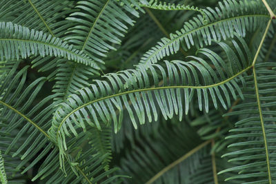 Close-up of fern leaves