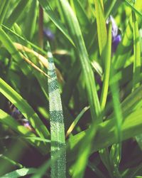 Close-up of raindrops on grass