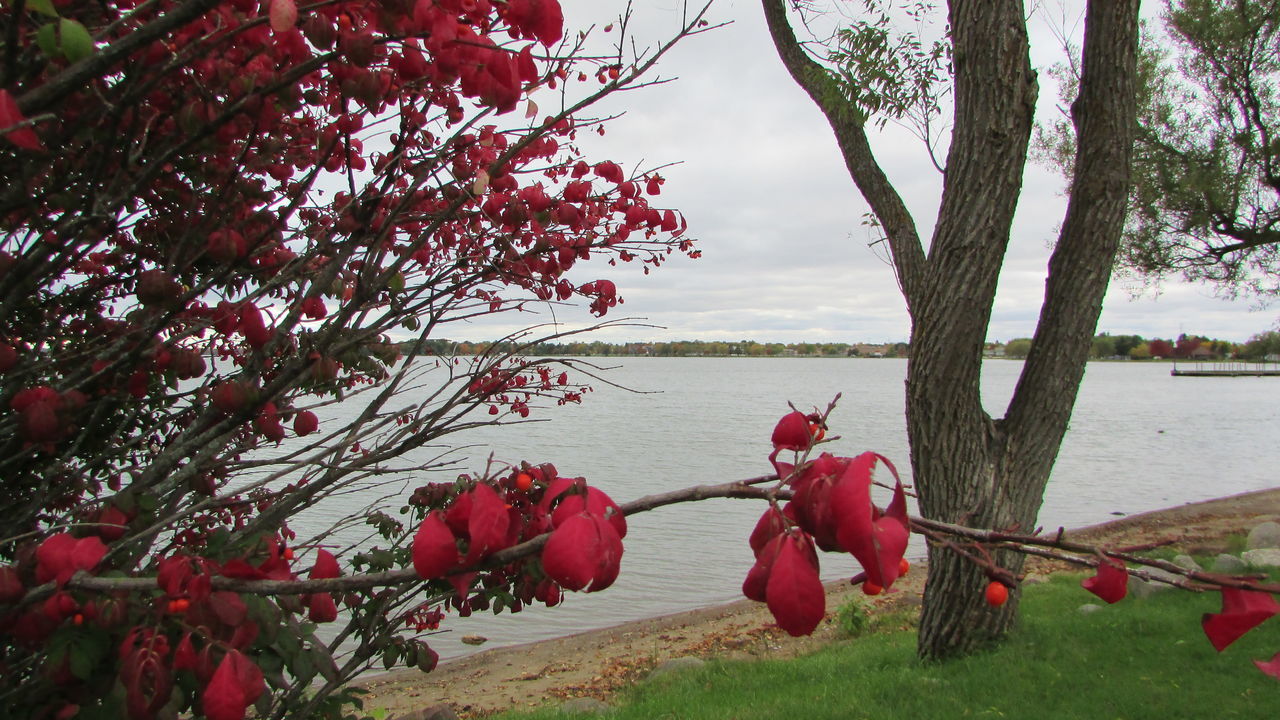 tree, red, water, lake, tree trunk, tranquil scene, scenics, tranquility, branch, beauty in nature, lakeshore, nature, remote, non-urban scene, flower, growth, sky, solitude, countryside, day, lakeside, riverbank, vibrant color, cloud - sky, no people