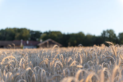 Wheat field against clear sky