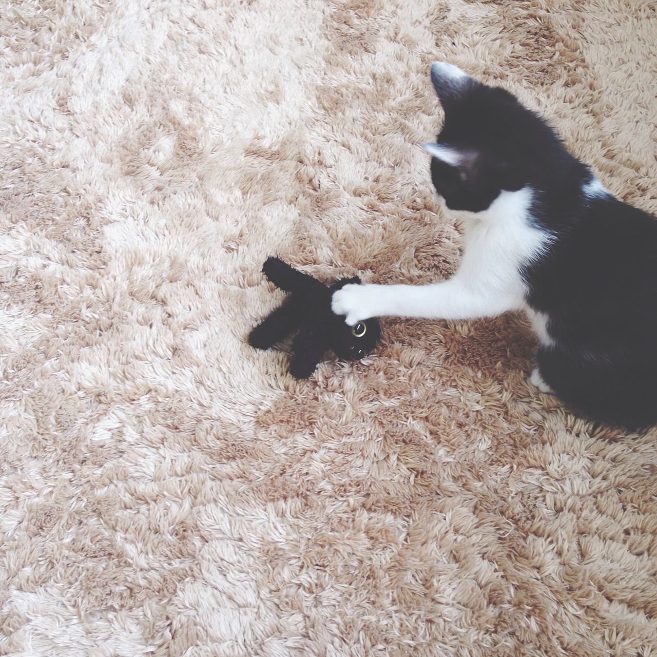 animal themes, one animal, domestic cat, pets, domestic animals, cat, high angle view, mammal, feline, black color, no people, full length, day, white color, outdoors, two animals, wildlife, whisker, sunlight, relaxation