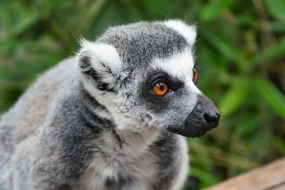 Close-up portrait of monkey