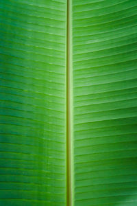 Full frame shot of green leaf