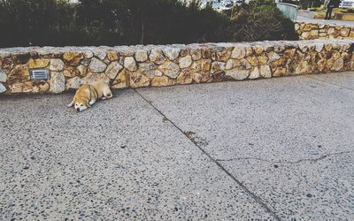 Dog relaxing in front of stone wall