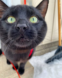 Close-up portrait of a cat