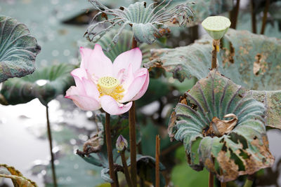 Close-up of pink flowering plant