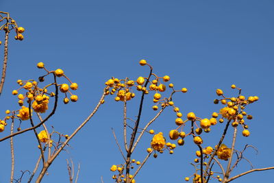 Low angle view of yellow flowers