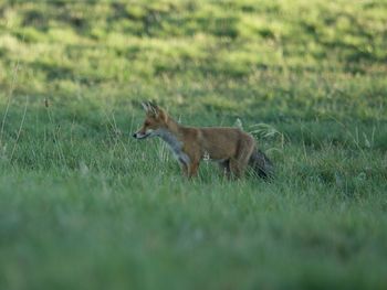 Fox standing on grassy field