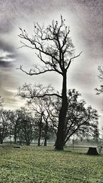 Trees on landscape against sky at sunset