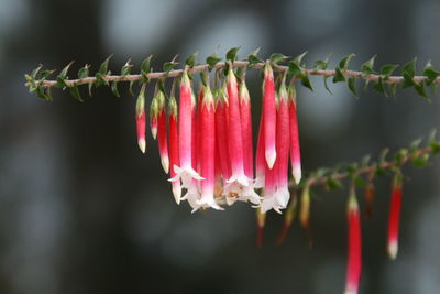 Pink flowers blooming outdoors