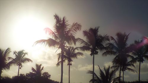 Low angle view of silhouette palm trees against clear sky