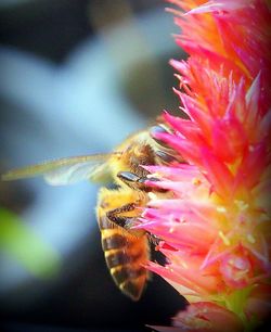 Close up of a flower