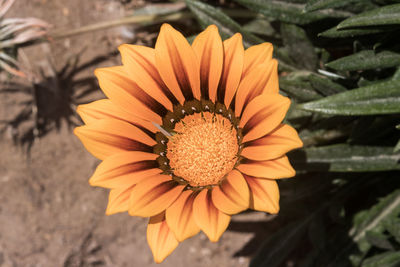 High angle view of orange flower