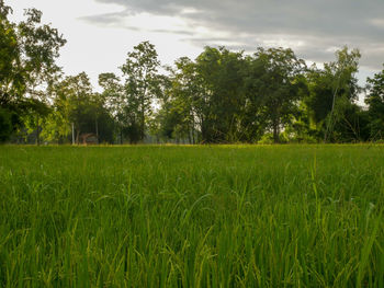 Scenic view of grassy field against sky