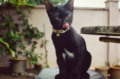 Close-up of black cat on table at home