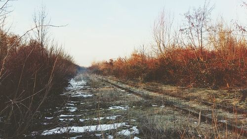 Road passing through forest