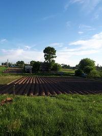 Scenic view of agricultural field against sky