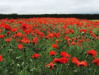 Red poppy flowers on field against sky