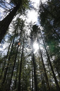 Low angle view of sunlight streaming through trees in forest