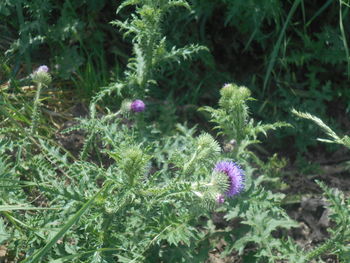 plant